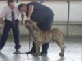 Padreadores - Fila Brasileiro Tigrado - Canil Singular - Vingador
